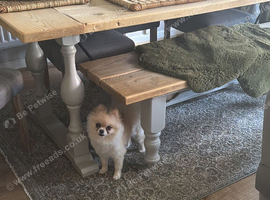 Female Pomeranian for sale