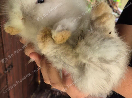 Mixed breed lionheads babies