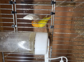 Love birds for sale