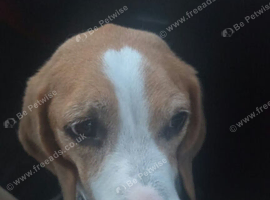 Rehome