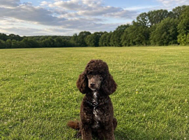 Gorgeous Female Poodle