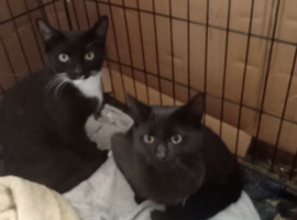 black and white young male  cat neutered wormed and chipped