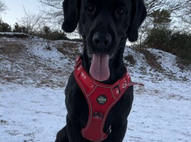 Labrador cross