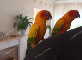 DNA Sun conures + cage