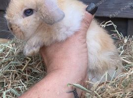 Baby Rabbits