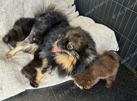Pomeranian puppies