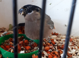 2026 British Bullfinch Hen