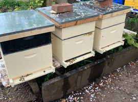 Langstroth hives with bees