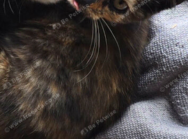 5 month old female kitten for sale