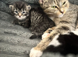 Beautiful kittens for sale
