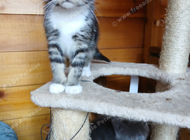 Kittens ready now