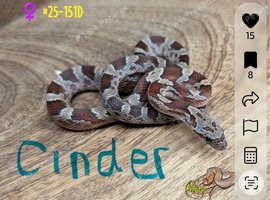 2 rare morph corn snakes