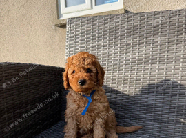 Beautiful Cavapoochon puppies