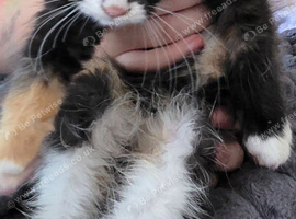 Kitten