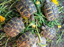Hermanns Hatchling, UK Bred 2025.
