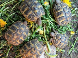 Hermanns Tortoise Hatchlings