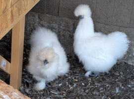 White silkie hens
