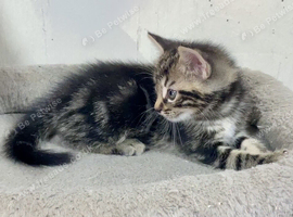Beautiful Tabby Male and Female  Kittens
