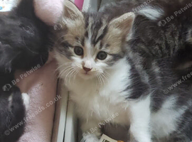 Beautiful fluffy tabby boy