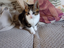 Tabby boy ready now !