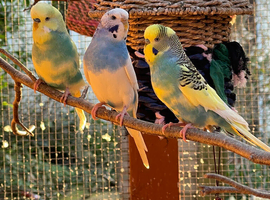 Budgies