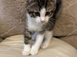 Kittens needing a loving home
