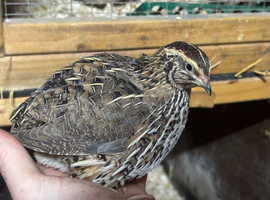 Japanese/Italian Quail