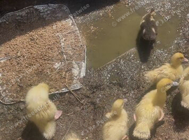3 - 4 weeks ducklings beautiful and healthy