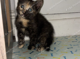 Female kitten