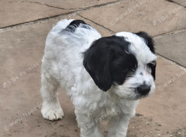 Gorgeous Cocker Spaniel Pups