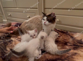 Ragdoll kittens for sale
