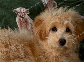 F1 teddy bear maltipoo 1 boy and 1 girl available