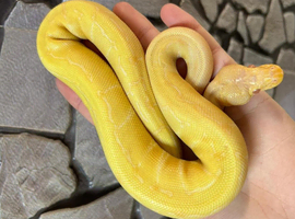 Albino Pin Royal Python at Birmingham Reptiles