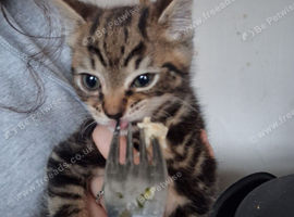 Two 12 week old kittens ready for new homes