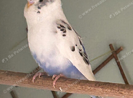 Young budgies