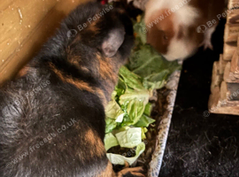 2 bonded pure bred teddy boars
