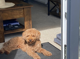 Poochon Male 4Years Old