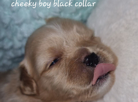 Shihpoo