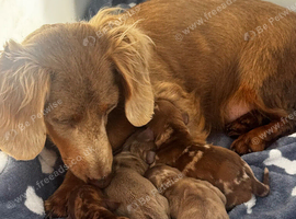 Lovely miniature dachshunds