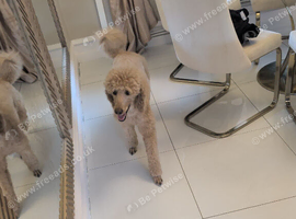 Standard poodle