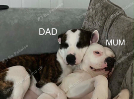 Puppies For Sale