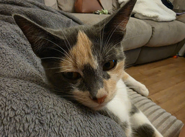Girls for rehoming
