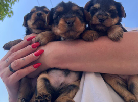2 little puppies  boys