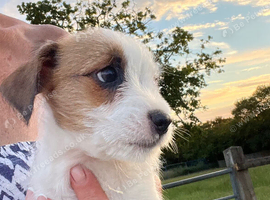 Jackrussell pups