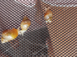 Baby giant african land snails
