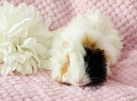 Proven young adult sow