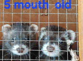 Small kits 5 mouth  old