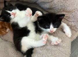 2 female kittens
