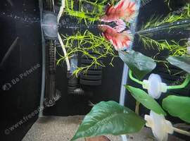 Betta sale!!