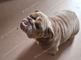 Lilac  tan English bulldog